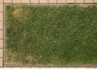 photo texture of grass 0007